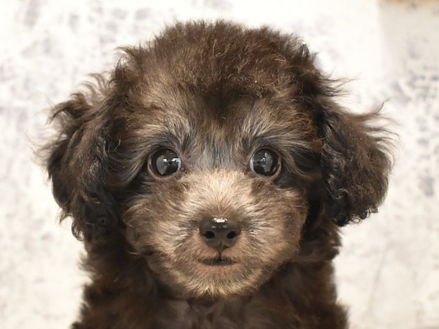 千葉県のハーフ犬・ミックス犬 (ペッツワン船橋習志野店/2024年7月4日生まれ/女の子/シルバー)の子犬